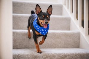 Bandana para Cachorro Personalizada
